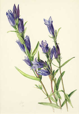 Шипиленко Александр Кузьмич. Лот из шести листов с рисунками цветов: ирис болотный; сивец луговой; клевер ползучий; цикорий; горечавка легочная; колокольчик